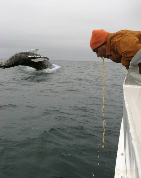 Bilder-Thread uh43048,1262775061,humpback whale